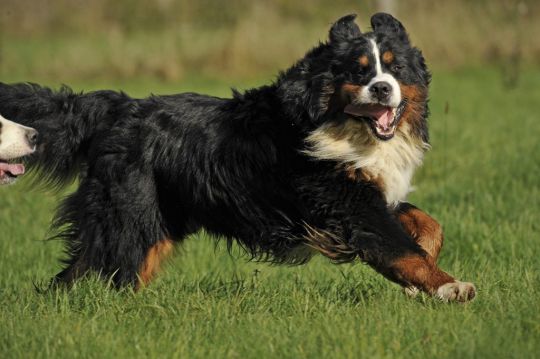 Armani-Georgio du Vanil des Artses