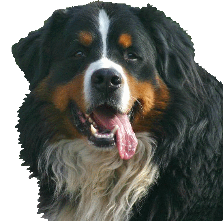 Tonic du Vanil des Artses