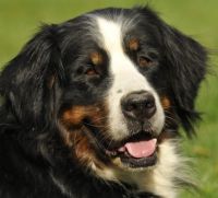 Ginette du Vanil des Artses