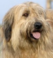 Kelly du Vanil des Artses