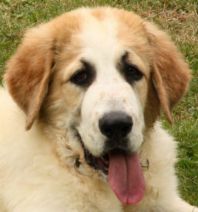 Aisa &nbsp;reis d&lsquo;aragon