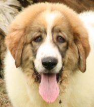 Arbanies reis d&lsquo;aragon