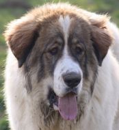 arbanies de reis daragon