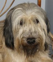 Coco Chanel du Vanil des Artses