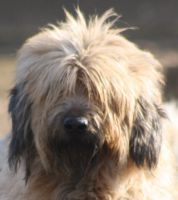 Coca Cola du vanil des artses