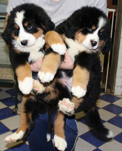 Fernande & Fripon du Vanil des Artses 